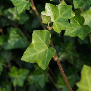 Brečtan popínavý (Hedera helix) ´HIBERNICA´ ∅ 100-150 cm, kont. C1.5L